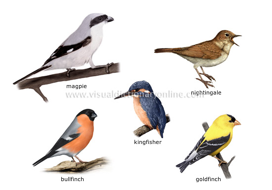 examples of birds [2] - Visual Dictionary Online