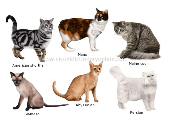 cat breeds - Visual Dictionary Online