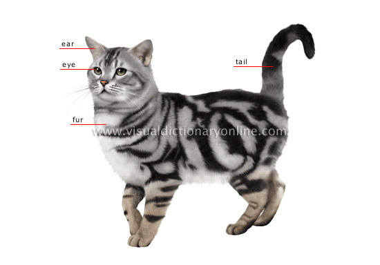 morphology of a cat