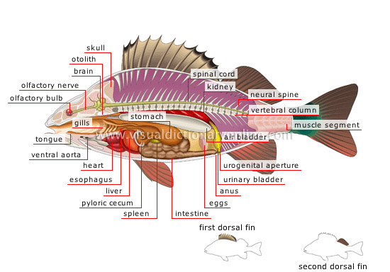 perch internal anatomy