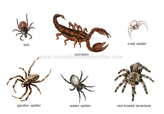 Spider, Invertebrates, Animals