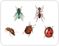 examples of insects [4]