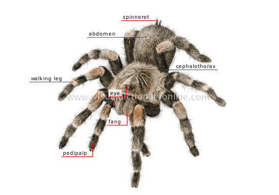 morphology of a spider