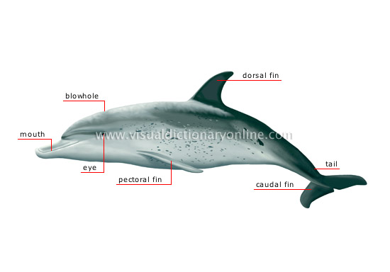 morphology of a dolphin