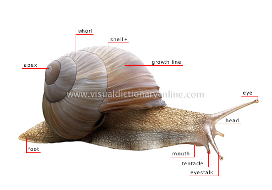 morphology of a snail