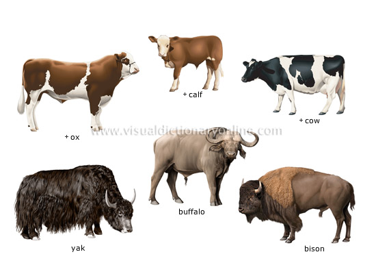 examples of ungulate mammals - Visual Dictionary Online
