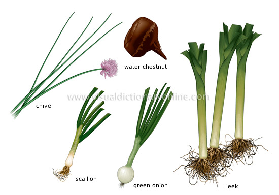 onion plant diagram