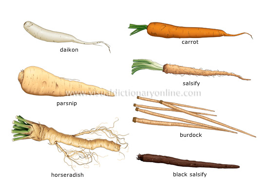 roots vegetables