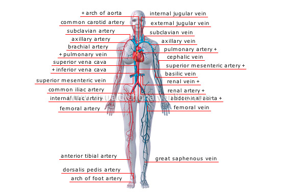 DIAGRAM Diagram Of Arteries Throughout Body MYDIAGRAM ONLINE