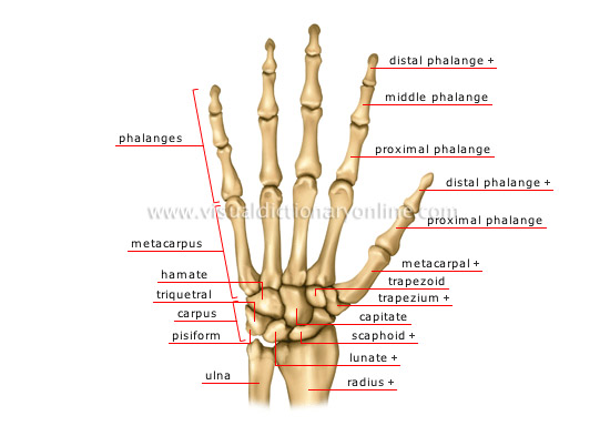 hand bones diagram