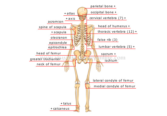Human Skeletal Anatomy Poster Anterior And Posterior Vrogue Co