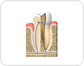 cross section of a molar [2]
