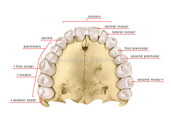 pictures different types teeth humans