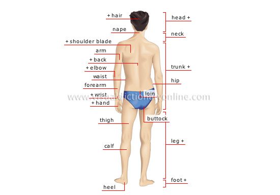 Torso meaning