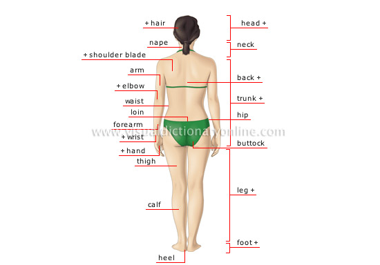 Back View Female Human Body Organs