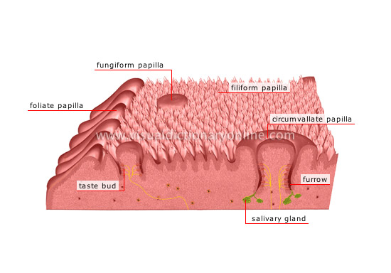 HUMAN BEING SENSE ORGANS SMELL AND TASTE TASTE RECEPTORS Image 