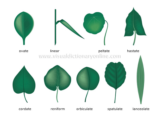 plants-gardening-plants-leaf-simple-leaves-image-visual