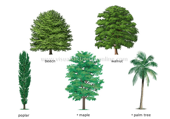 PLANTS & GARDENING :: PLANTS :: TREE :: EXAMPLES OF BROADLEAVED TREES image - Visual Dictionary Online
