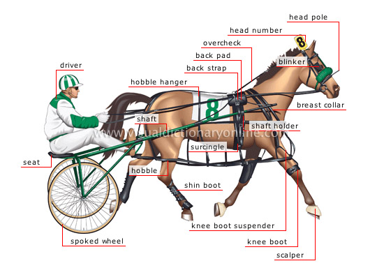horse racing equipment