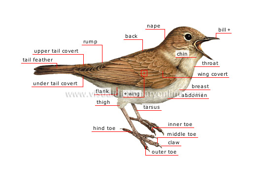 morphology of a bird [1]