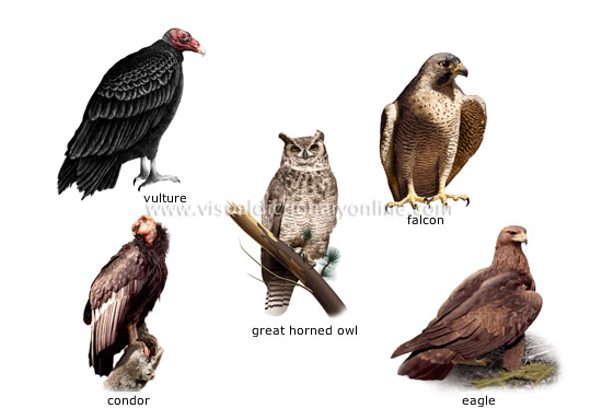 examples of birds [6]