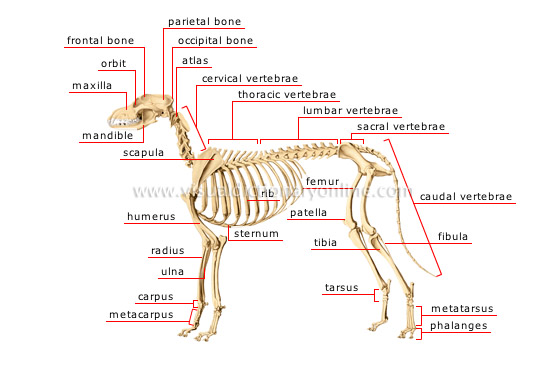 skeleton of a dog