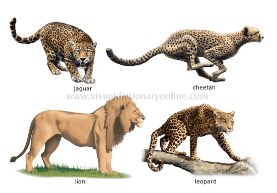examples of carnivorous mammals [2]