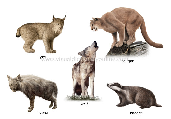 examples of carnivorous mammals [3]