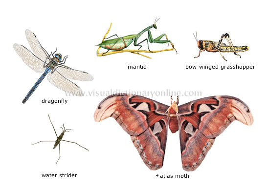 examples of insects [1]