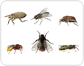 examples of insects [3]