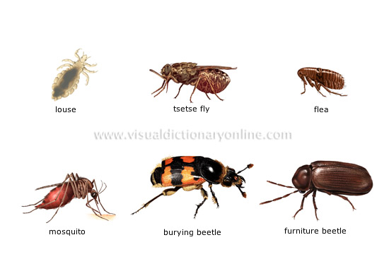 examples of insects [5]