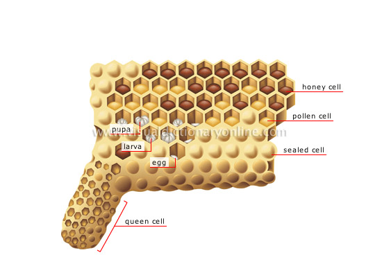 honeycomb section