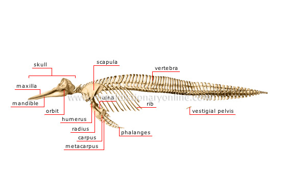 skeleton of a dolphin