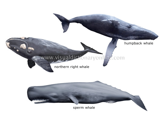 examples of marine mammals [3]