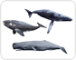 examples of marine mammals [3]
