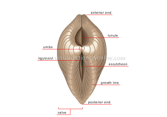 morphology of a bivalve shell