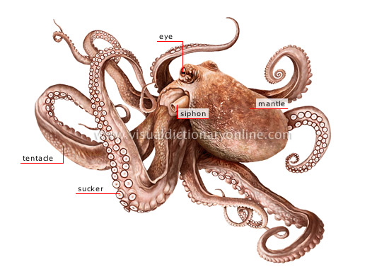 morphology of an octopus