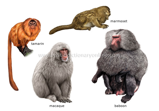 examples of primates [1]