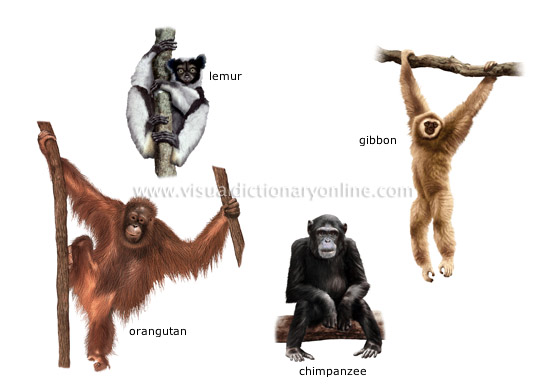 examples of primates [2]