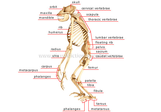 ANIMAL KINGDOM :: PRIMATE MAMMALS :: GORILLA :: SKELETON ... monkey skull diagram 
