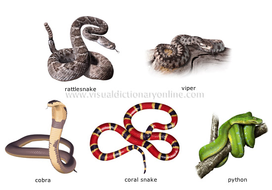examples of reptiles [2]