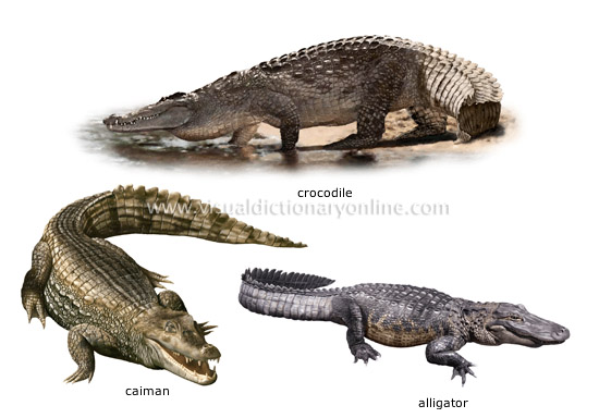 examples of reptiles [4]