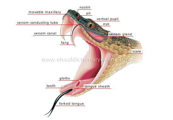 morphology of a venomous snake: head