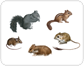 examples of rodents [1]