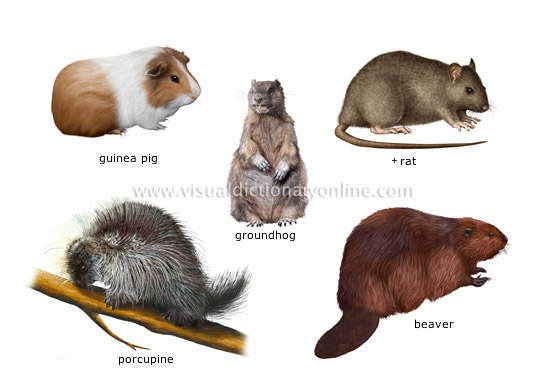 examples of rodents [2]