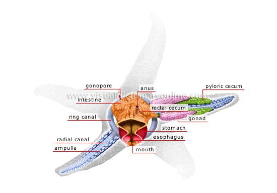 anatomy of a starfish