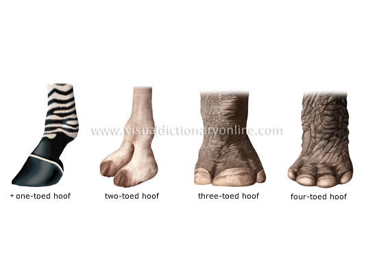 examples of hooves