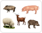 examples of ungulate mammals [1]