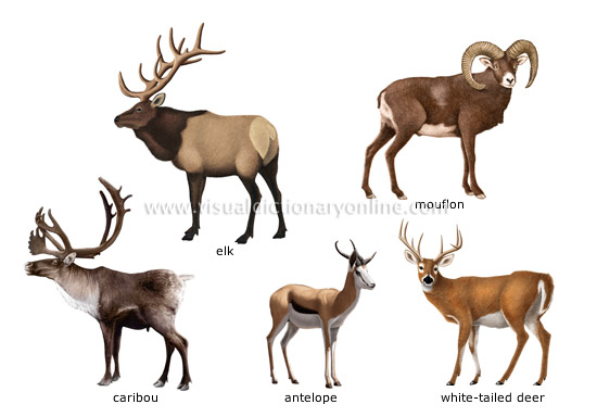 examples of ungulate mammals [2]