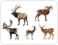 examples of ungulate mammals [2]